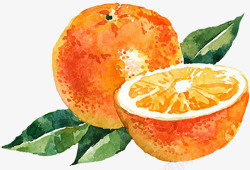 水彩橙子手绘水彩橙子高清图片