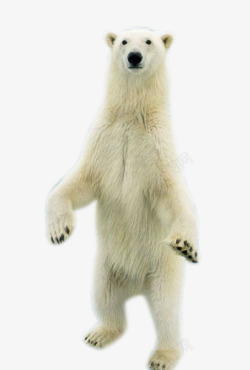 站立的熊站立的熊高清图片
