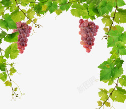 红酒葡萄园清新葡萄架高清图片