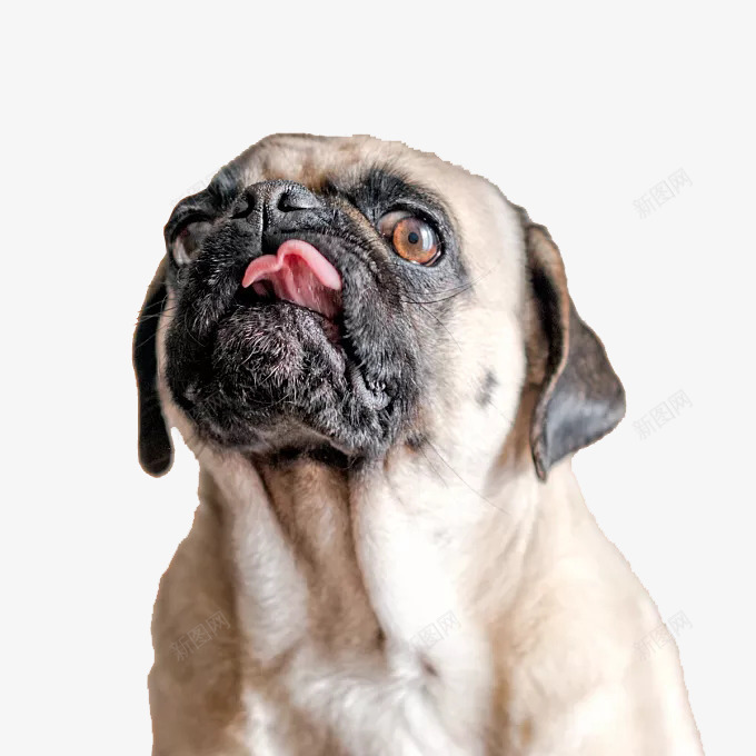 可爱八哥犬png免抠素材_新图网 https://ixintu.com 中国犬 八哥犬 动物 宠物 小型犬种 表情 饲养