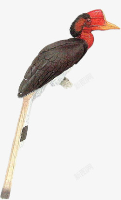 手绘红嘴长尾巴鸟类素材