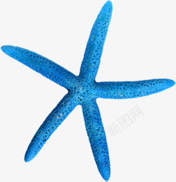 沙滩蓝色海星摄影png免抠素材_新图网 https://ixintu.com 摄影 沙滩 海星 蓝色