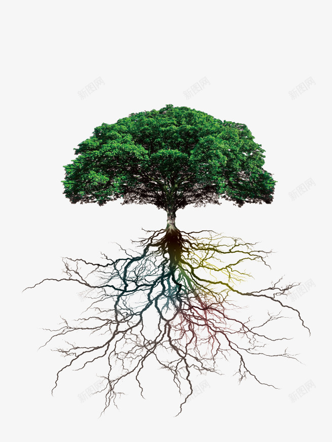 大树树根png免抠素材_新图网 https://ixintu.com 大树 树木 树根 根部 植物根系