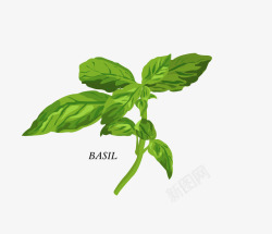 Basil罗勒属植物高清图片