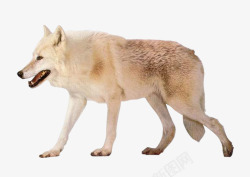 狼性精神白色的狼高清图片