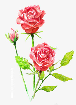 手绘鲜花母亲节玫瑰素材