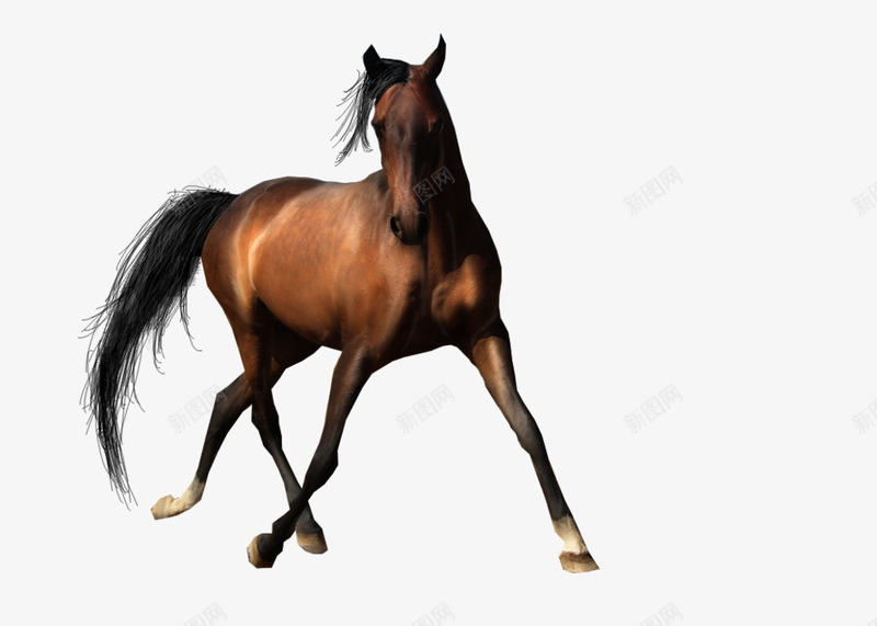 手绘手绘骏马png免抠素材_新图网 https://ixintu.com 动物 奔跑 手绘 手绘马素材 马 马图片素材 骏马