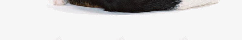 蹲着抬头看天的黑毛狗背影图案png免抠素材_新图网 https://ixintu.com 可爱风格 图案 坐着的背影 看天 背影 装饰 蹲着抬头 黑毛狗