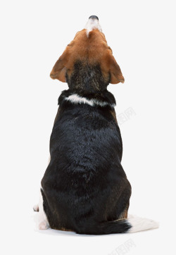 黑黄风格蹲着抬头看天的黑毛狗背影图案高清图片