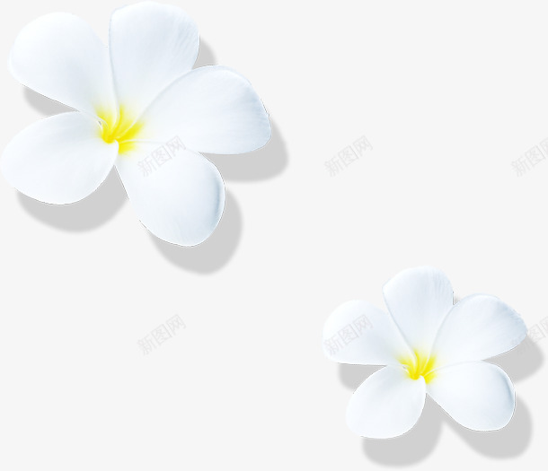 简约白色花朵装饰png免抠素材_新图网 https://ixintu.com 白色 花瓣 黄色花蕊 简约 花朵 节日  装饰