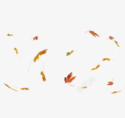 树叶凋落漂浮的落叶高清图片