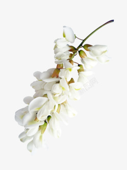 白色槐花素材
