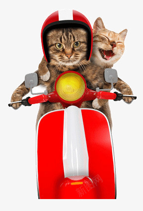 开心的猫咪png免抠素材_新图网 https://ixintu.com 伙伴 恋爱 拍拖 欣喜若狂 大笑 随心所欲 骑车
