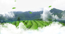 漂浮山绿色茶园高清图片