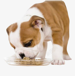 可爱小型宠物狗吃狗粮素材