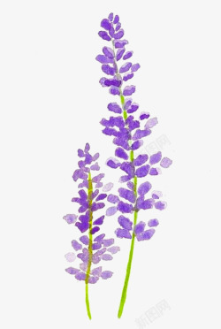 手绘紫色花朵日历手绘薰衣草高清图片