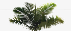 创意草本植物棕榈树素材
