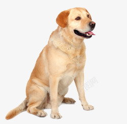 金色狗爪印金色拉布拉多犬高清图片