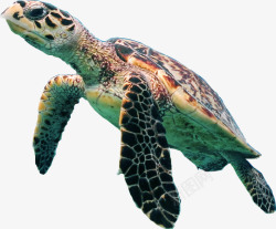 褐色背部游泳的海龟高清图片