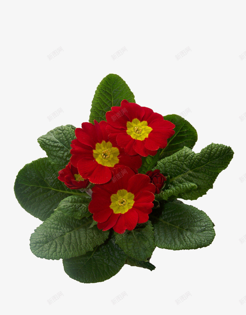 一株红色报春花png免抠素材_新图网 https://ixintu.com 开花 报春花 月见草温室 花 黄花九轮草