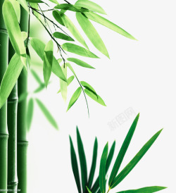 竹报平安绿色竹子高清图片