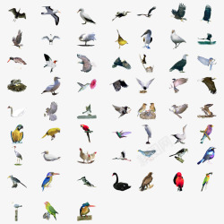 各种姿态鸟类集合素材