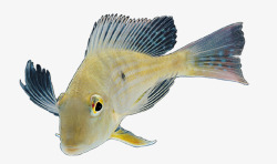 水中锂鱼海洋生物高清图片