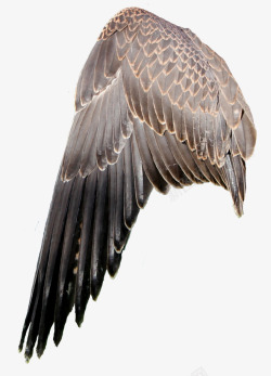 折翼的天使一半羽毛翅膀高清图片