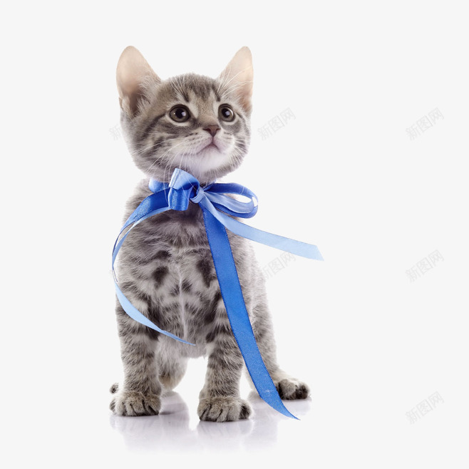 戴着蝴蝶结的猫咪png免抠素材_新图网 https://ixintu.com 动物元素 宠物 猫咪 蓝色蝴蝶结