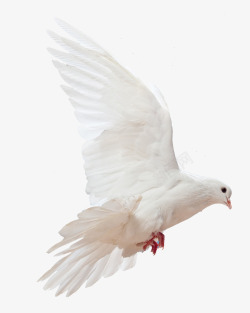 白色的鸽子展翅飞翔的白色鸽子高清图片