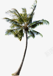 椰子树沙滩白底图海报植物png免抠素材_新图网 https://ixintu.com 植物 椰子树 沙滩 海报