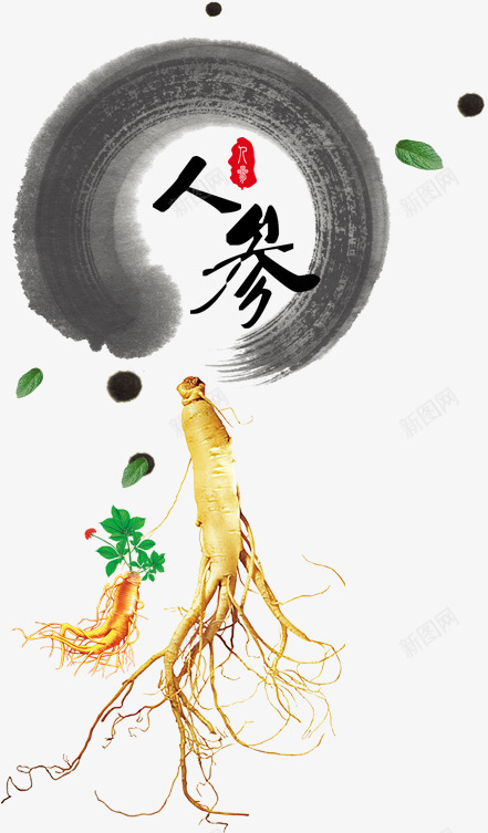 人参png免抠素材_新图网 https://ixintu.com 中医 中药 中药材 人参 医术 医疗医药 水墨 药材