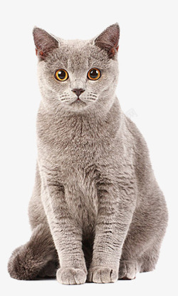 灰色猫咪英国短毛猫高清图片