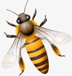 飞翔的蜜蜂素材