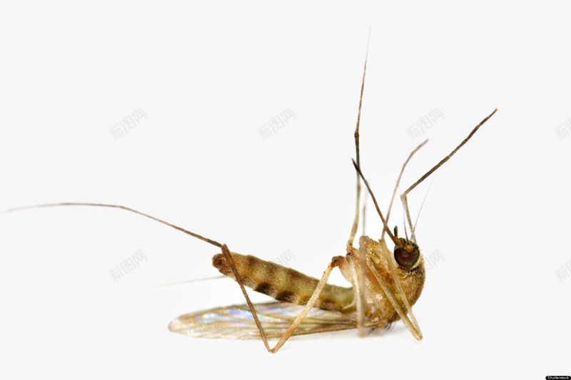 躺在地上的蚊子png免抠素材_新图网 https://ixintu.com 害虫 死的蚊子 蚊虫 蚊香广告素材 飞虫