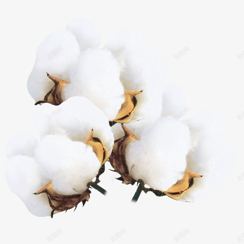 开好的棉花png免抠素材_新图网 https://ixintu.com 可摘踩的棉花 棉花 棉花团 白色的棉花