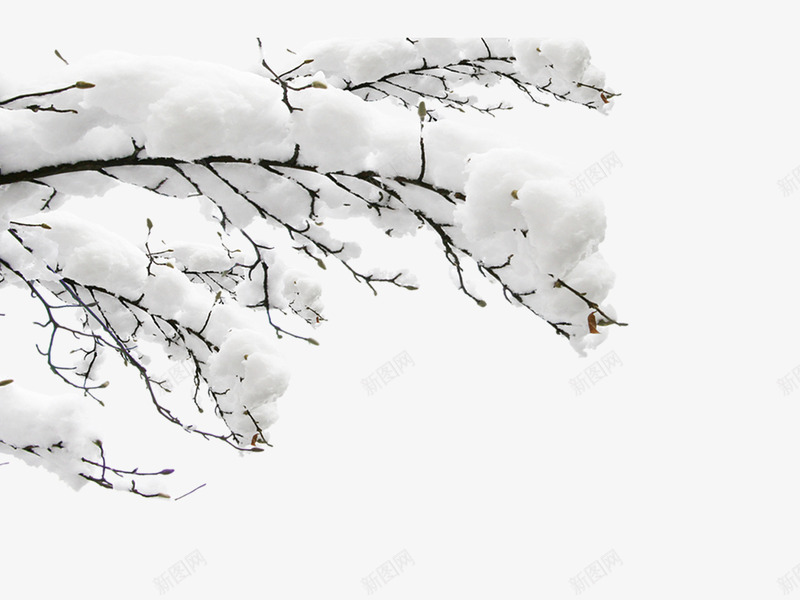 雪中白色树枝png免抠素材_新图网 https://ixintu.com 冬天 圣诞节 大雪 树 树枝 沁园春雪 装饰 雪树 雾凇
