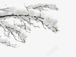 雾凇雪中白色树枝高清图片