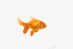 游动游动的金鱼姬高清图片