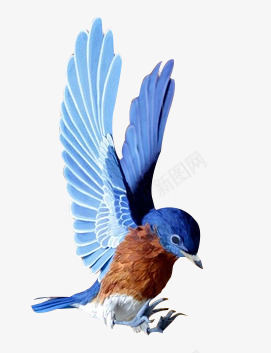 蓝色翅膀小鸟png免抠素材_新图网 https://ixintu.com 小鸟 翅膀 蓝色