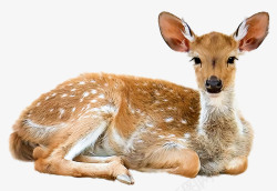 动物小鹿卧倒的梅花鹿高清图片
