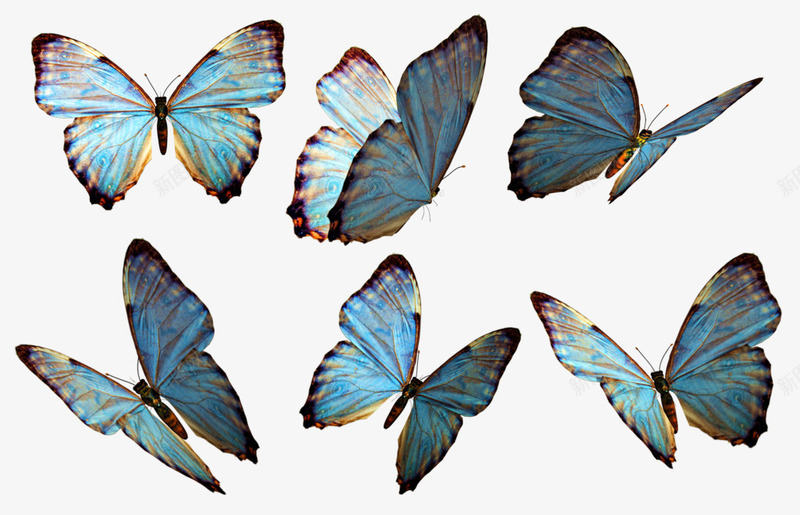 各个角度的蝴蝶集合png免抠素材_新图网 https://ixintu.com 五只蝴蝶 各个 成群的蝴蝶 蝴蝶 角度 集合