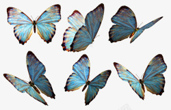 的角度来看各个角度的蝴蝶集合高清图片