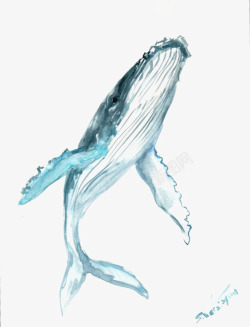 精细素描插图蓝鲸高清图片