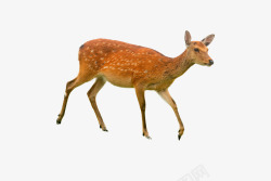 橙色的鹿一头带花纹的鹿高清图片