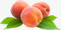 水蜜桃叶子三个桃子高清图片