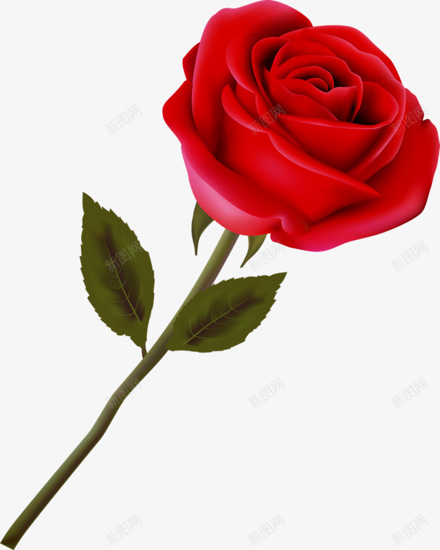 一朵红玫瑰png免抠素材_新图网 https://ixintu.com 情人节礼物 情侣礼物 玫瑰 玫瑰红色 红色 花朵 花瓣