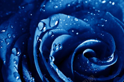 蓝色露珠玫瑰海报背景七夕情人节素材