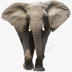 矢量非洲动物图标大耳朵非洲象高清图片