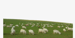 内蒙草原羊肉吃草的山羊高清图片